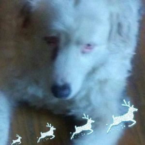 Meet your Posher, Donna dozier